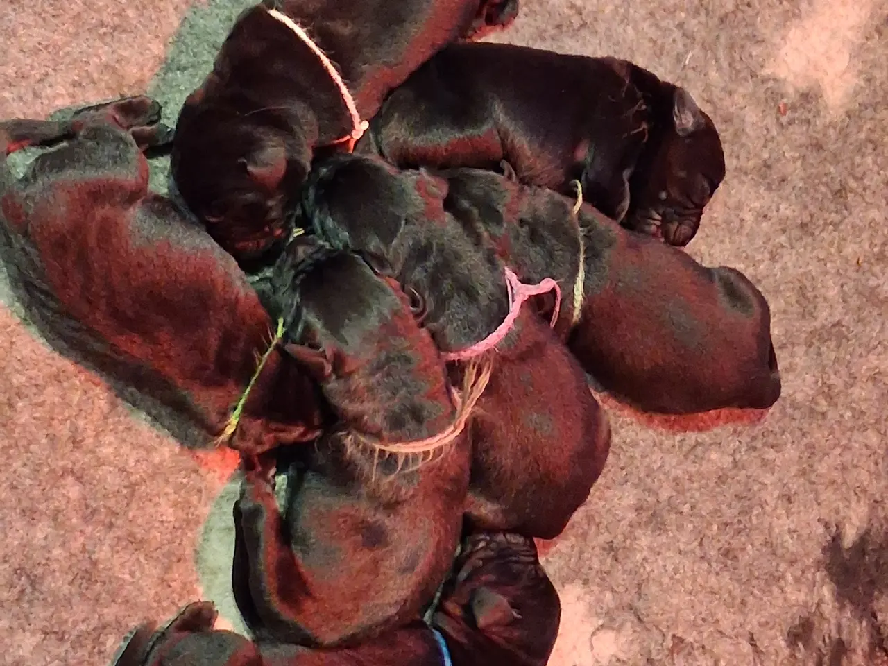Billede 3 - Sorte labrador formel1 hvalpe