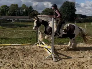 Smuk tinker hoppe på 9 år