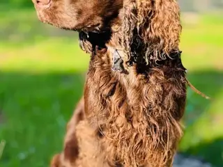 engelsk cocker spaniel - 3