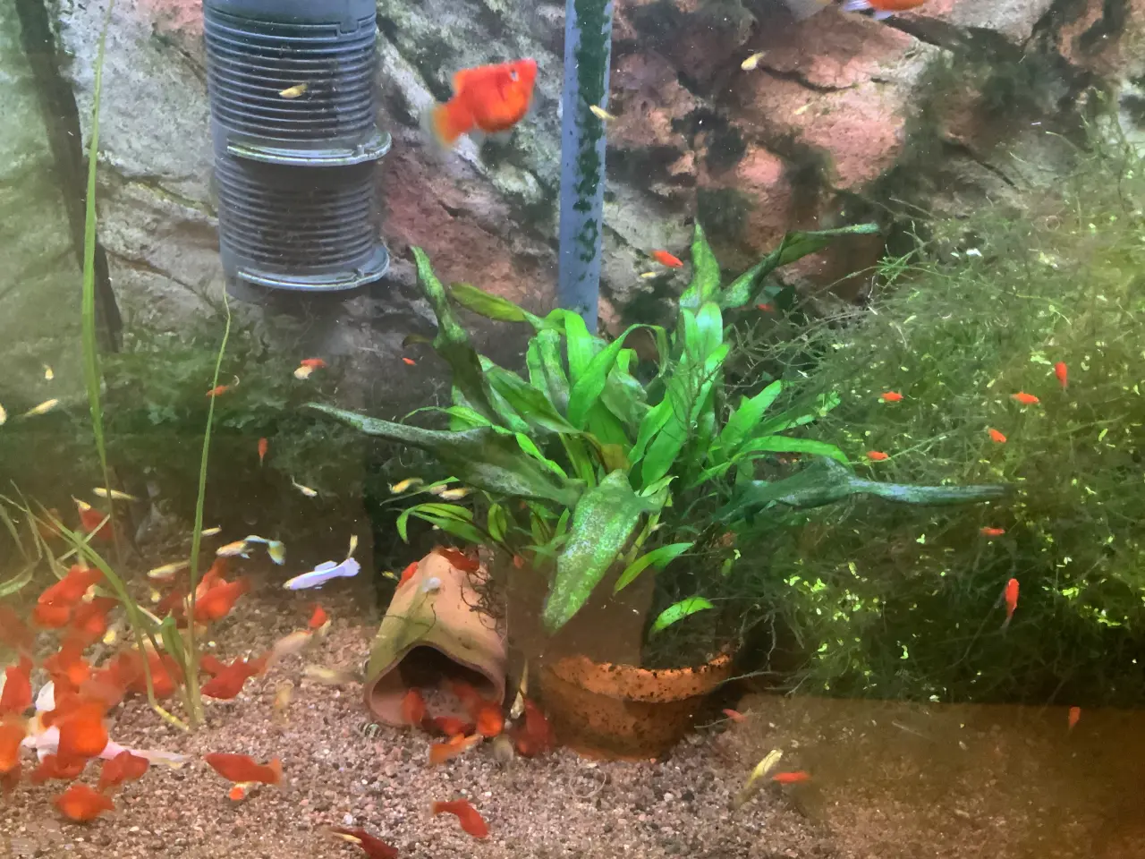 Billede 1 - Platy koralrød ungfisk