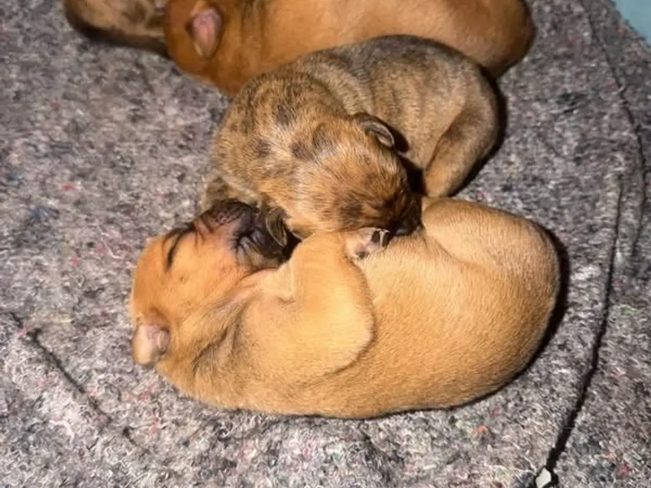 Billede 3 - Boxer/broholmer