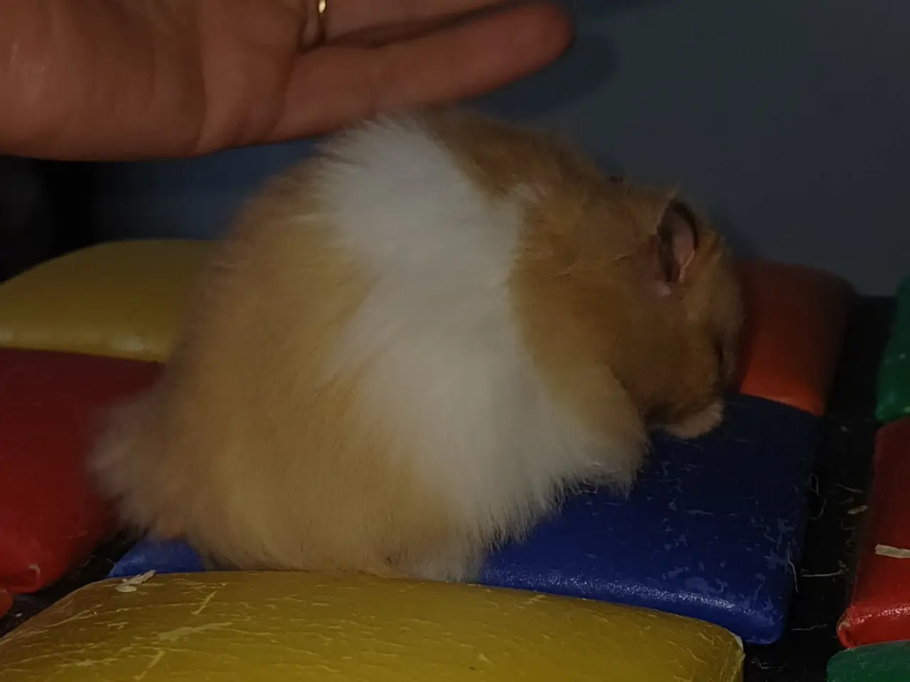 Billede 5 - Guldhamster unger (langhårede)