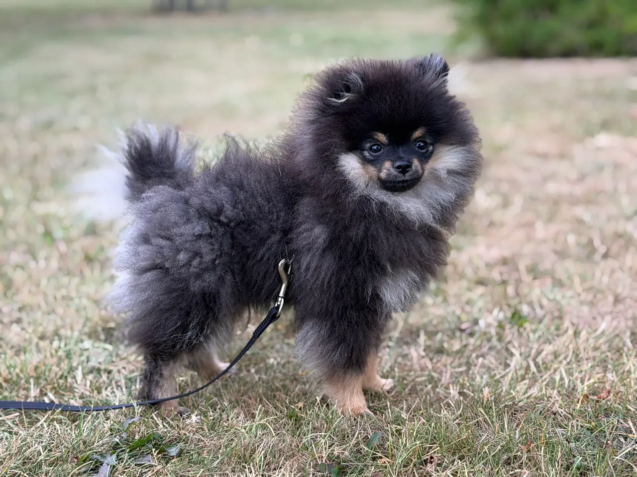 Billede 3 - Skønneste lille Pomeranian han