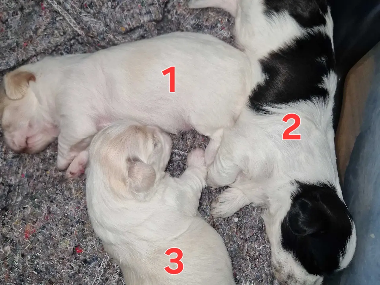 Billede 5 - Boomer hvalpe 