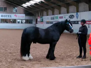 Gypsy Vallak