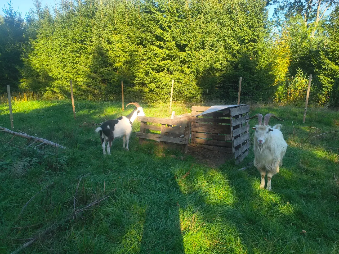 Billede 3 - Dansk landrace flok