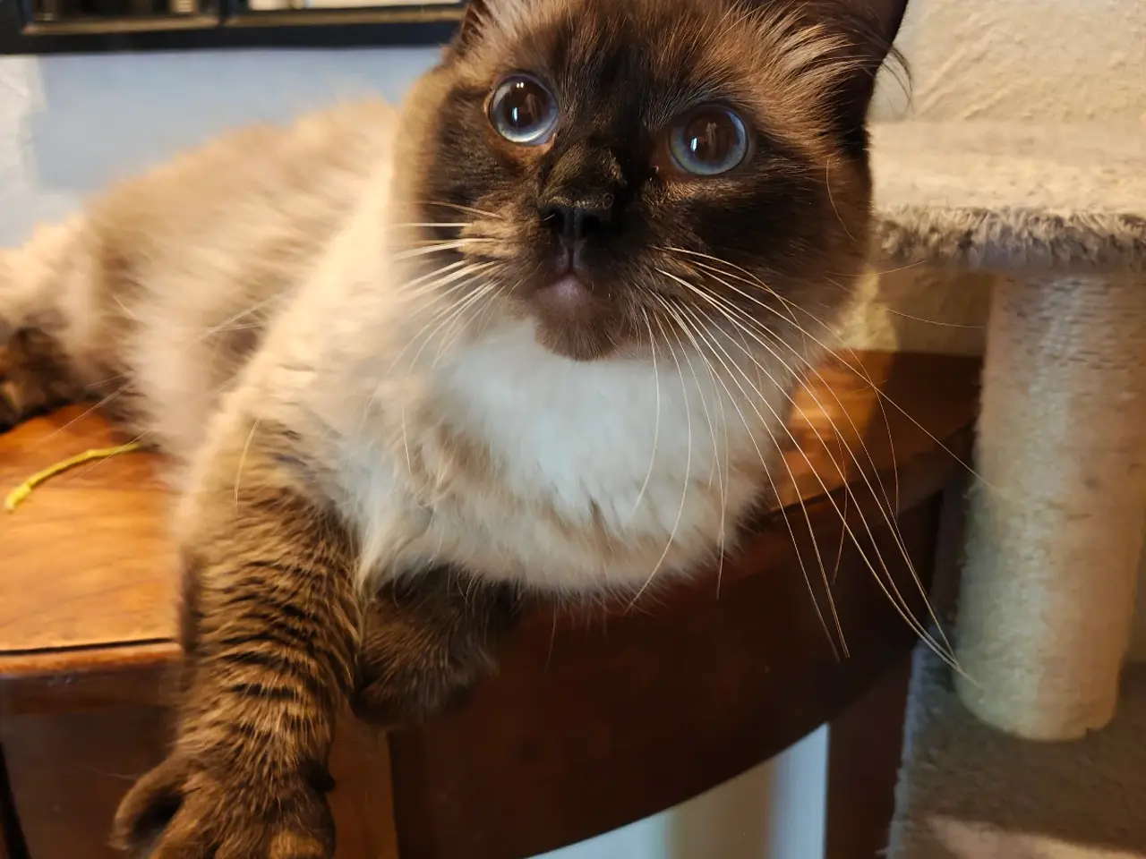 Billede 1 - Ragdoll hun'ung,kat fra d.28-3-25