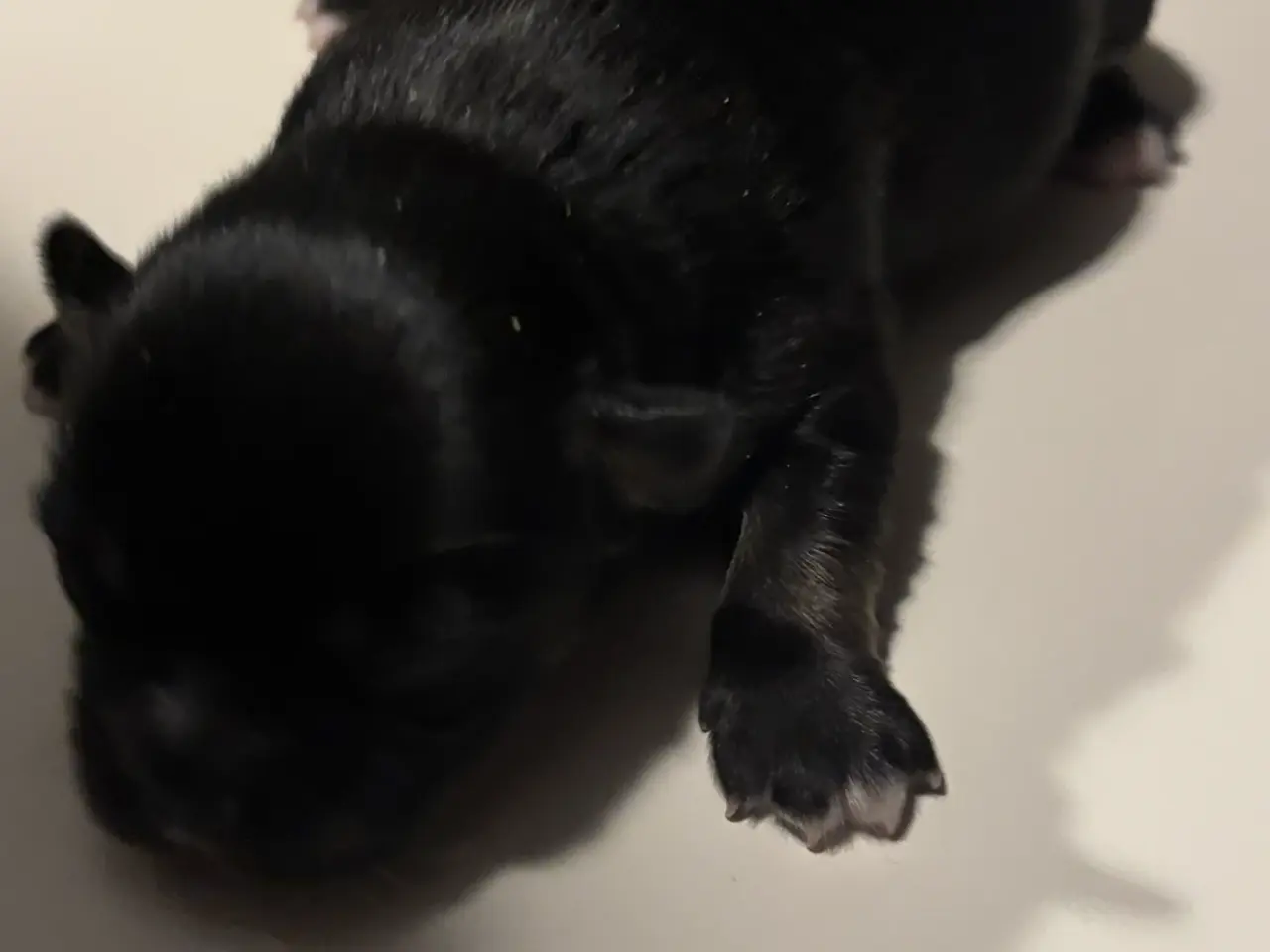 Billede 1 - Chihuahua