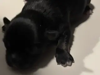 Chihuahua