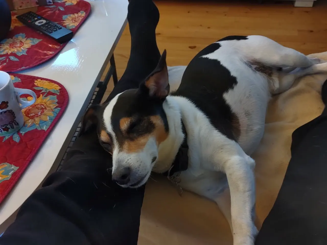 Billede 3 - Dansksvensk gårdhund til gratis omplacering!