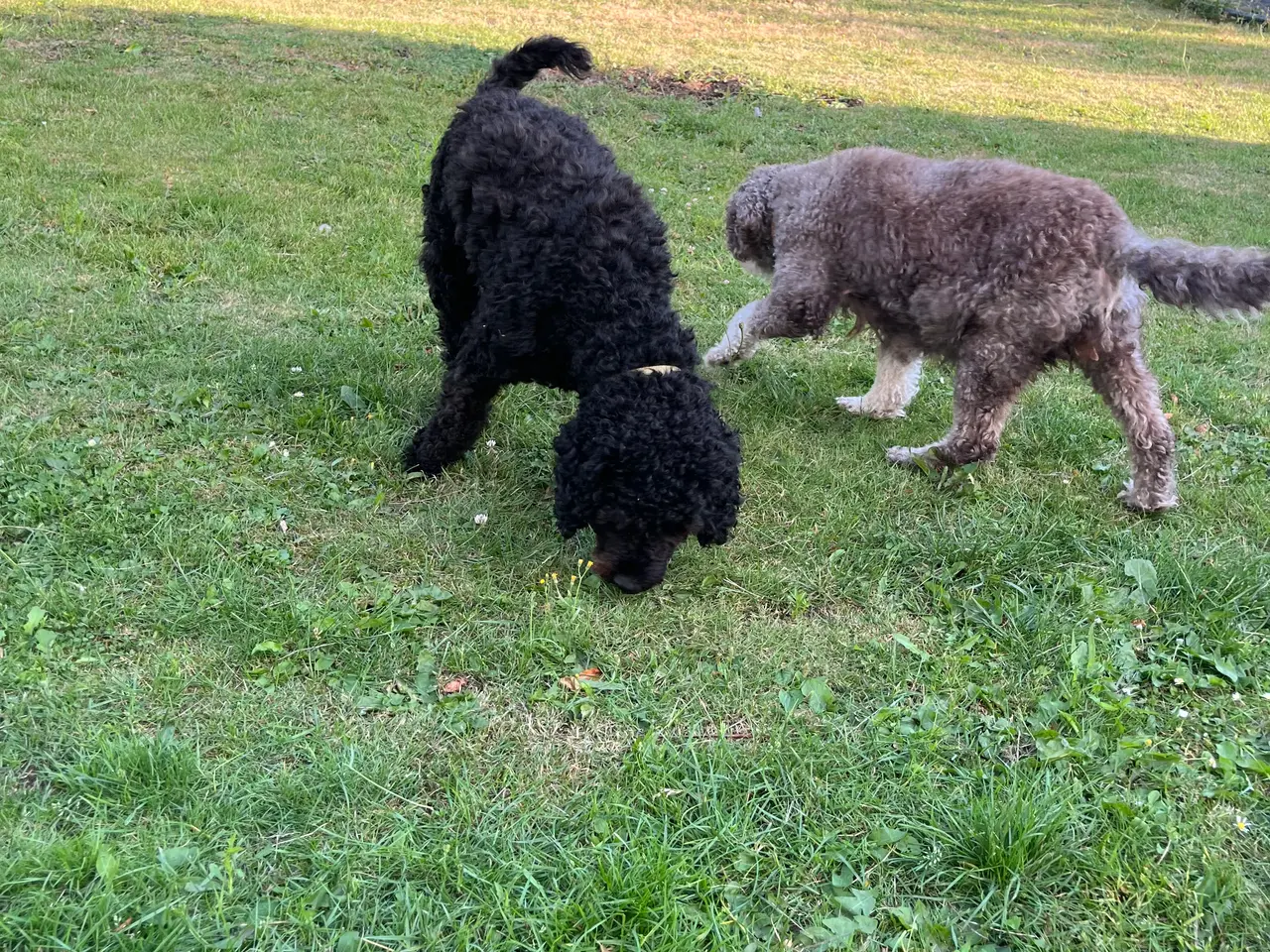 Billede 6 - Labradoodle hvalpe
