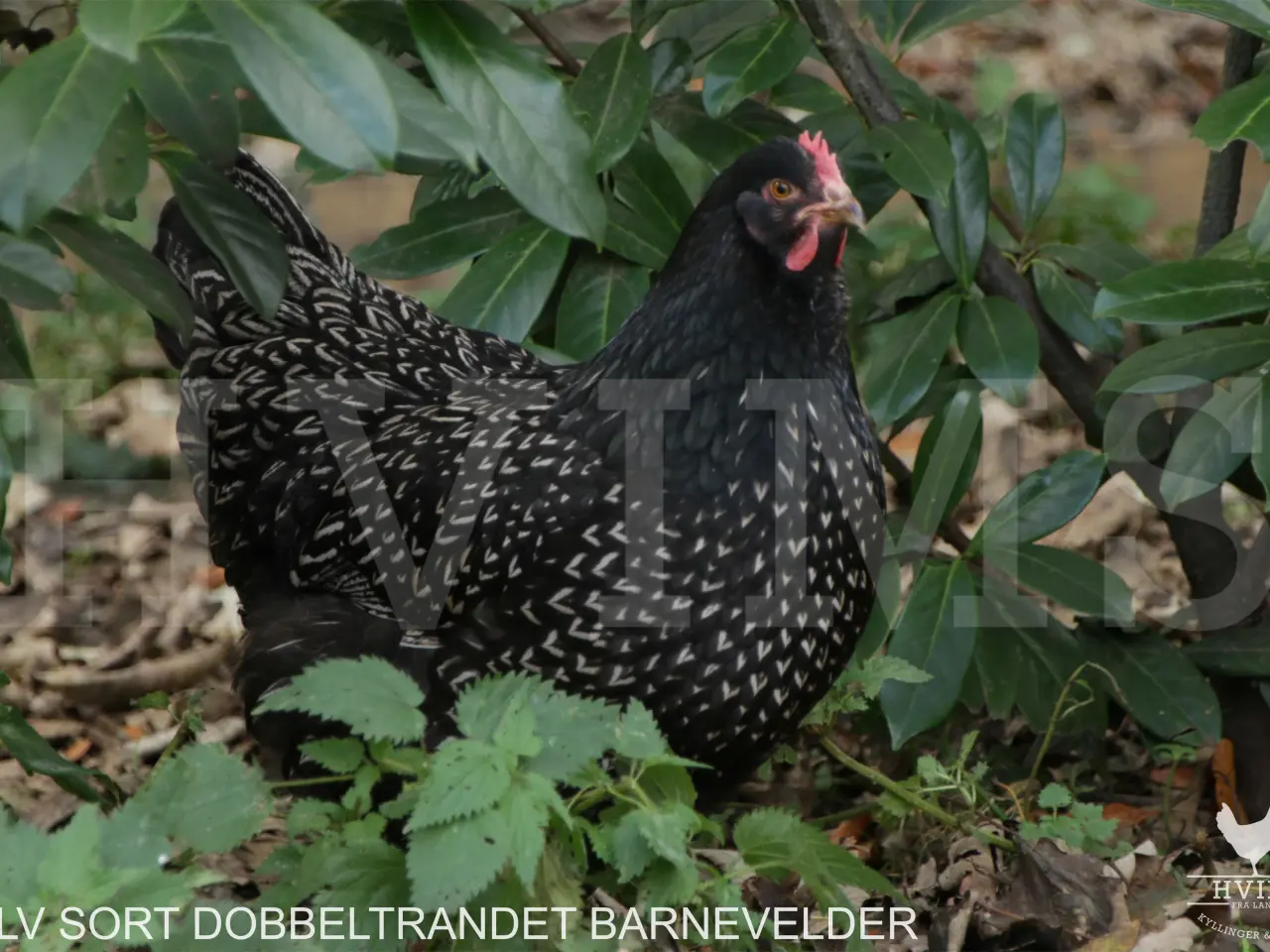Billede 8 - Barnevelder RUGEÆG
