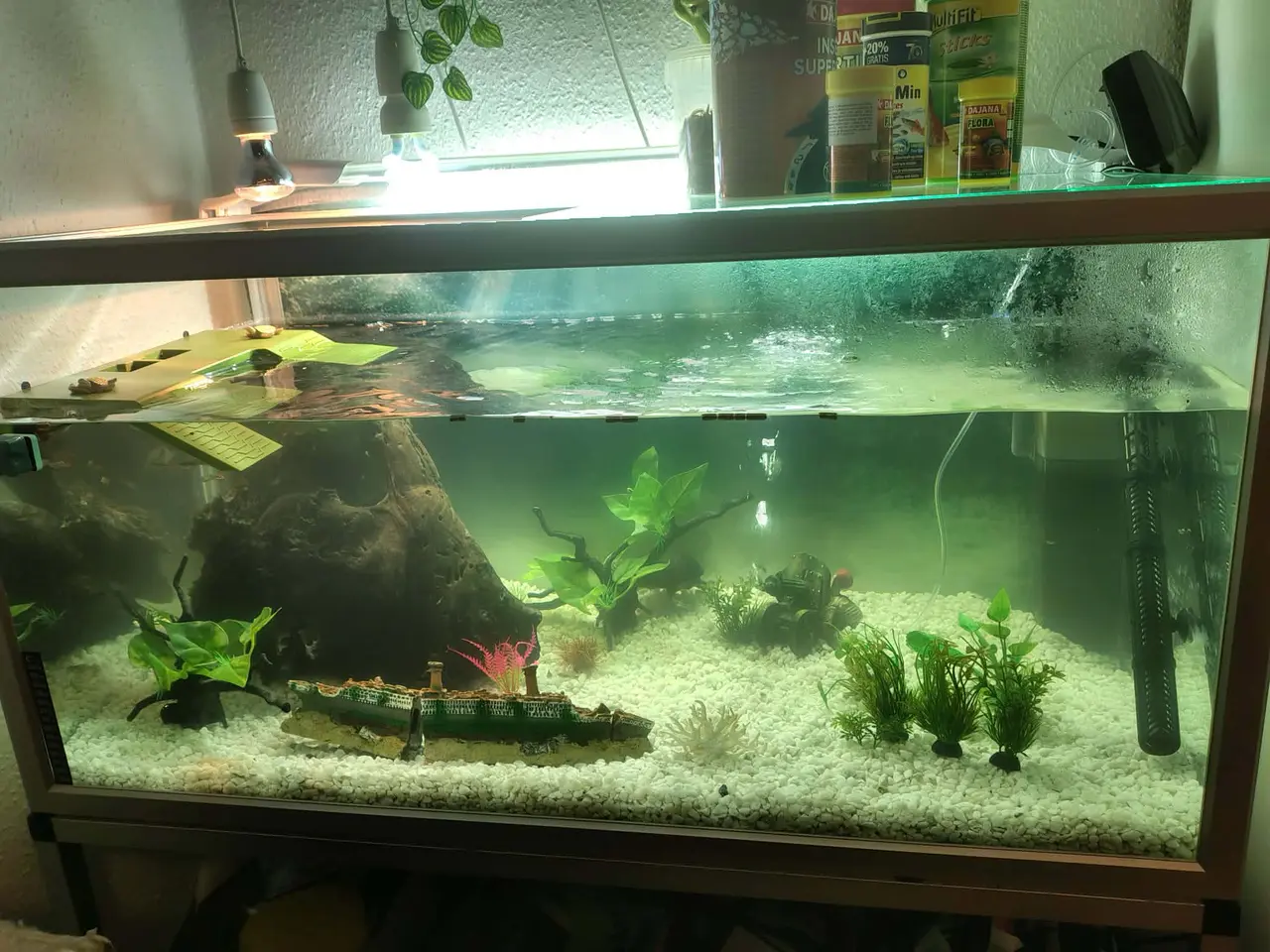 Billede 1 - Sumpskildpadder og 250 l akvarie med alt tilbehør