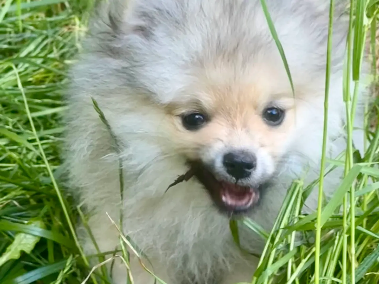 Billede 5 - Mini Pomeranian 
