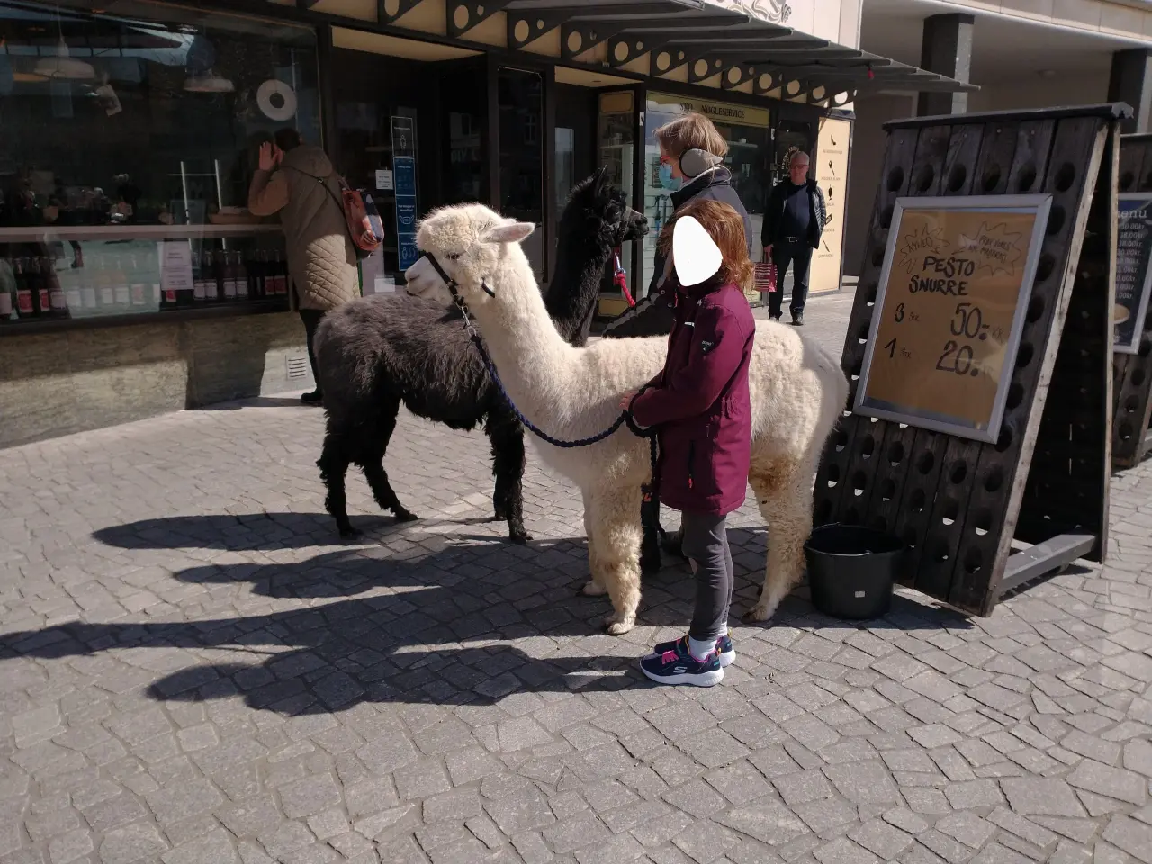 Billede 3 - Alpaca, 2 stk. 4.000 - 6.000
