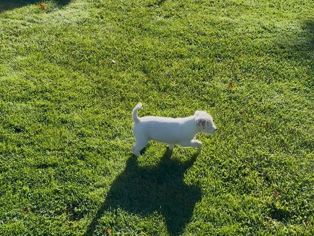 Billede 3 - En Tæve Jack Russel+ Maltiser 7 uge. Døv.