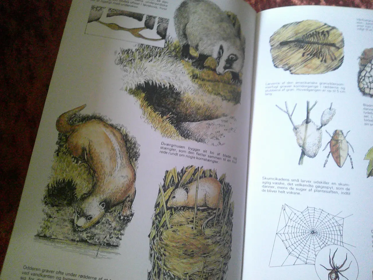 Billede 4 - De fire årstider i naturen, Richard Adams
