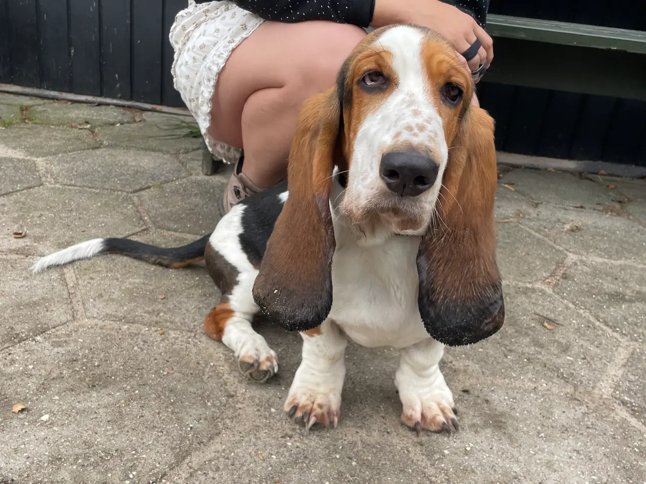 Billede 1 - Basset Hound hvalp