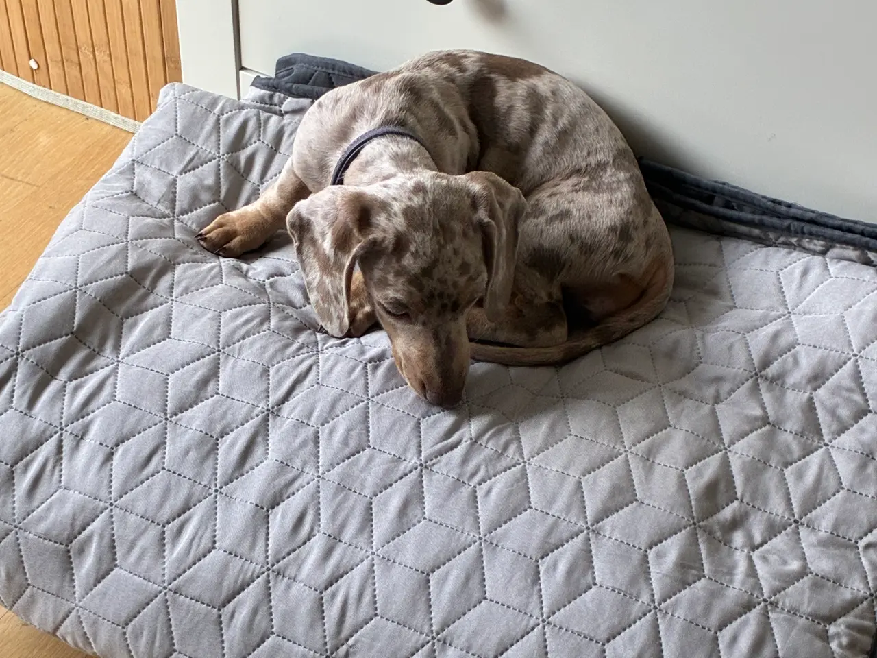 Billede 3 - Miniature gravhundehvalp
