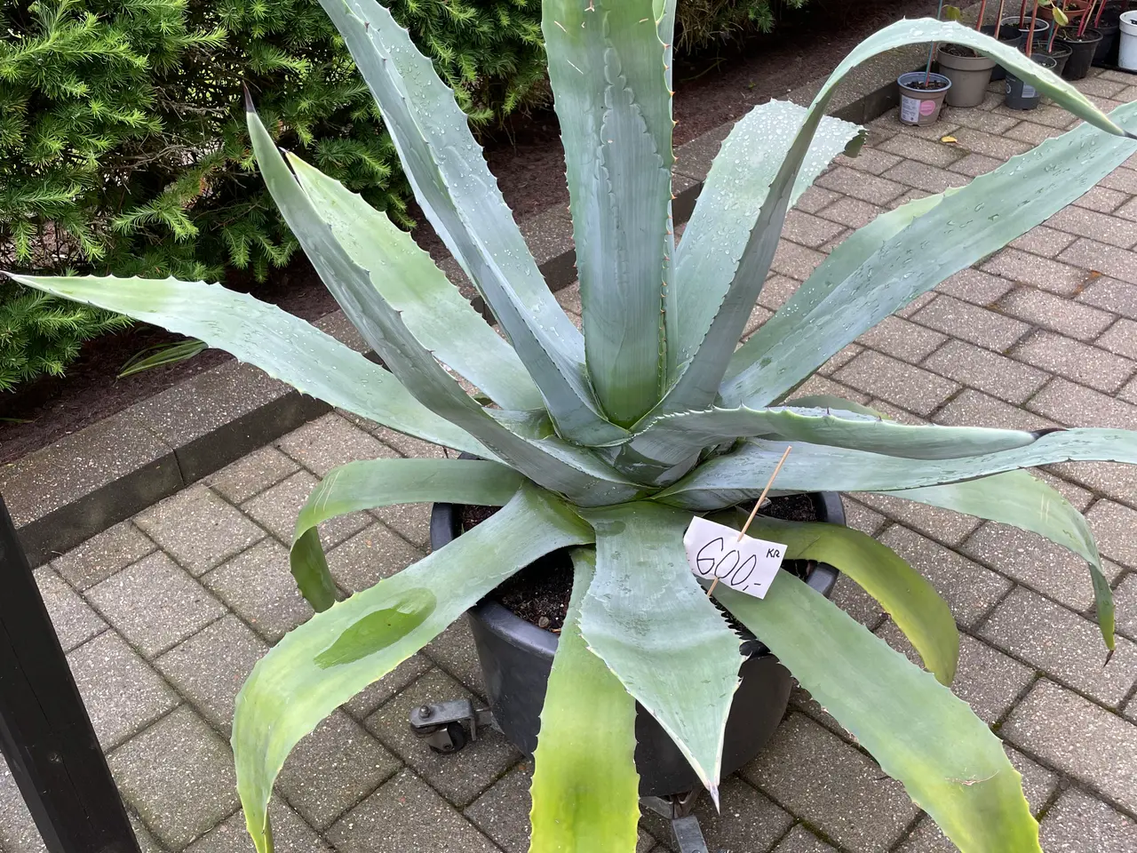 Billede 2 - Agave