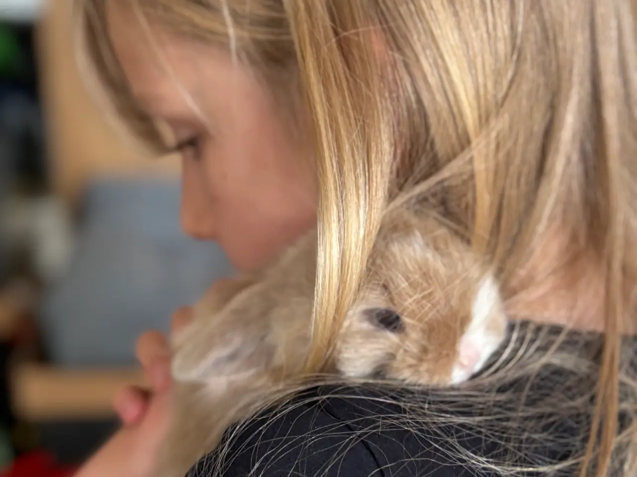 Billede 9 - Ægte Minilop unger søger nye hjem 🐰💛