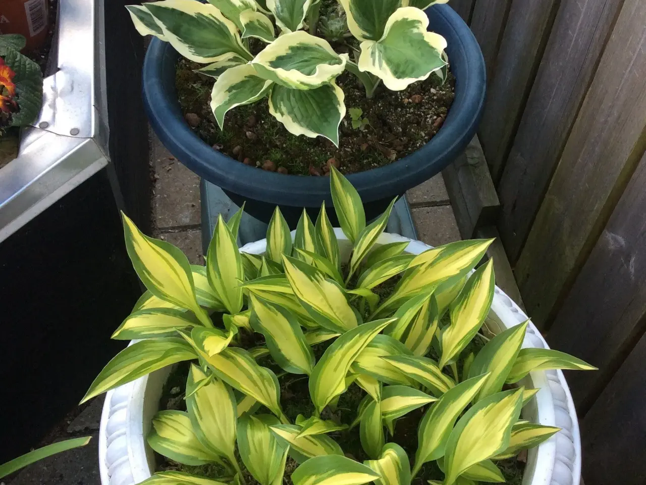 Billede 5 - Hjerteblomst Staude.