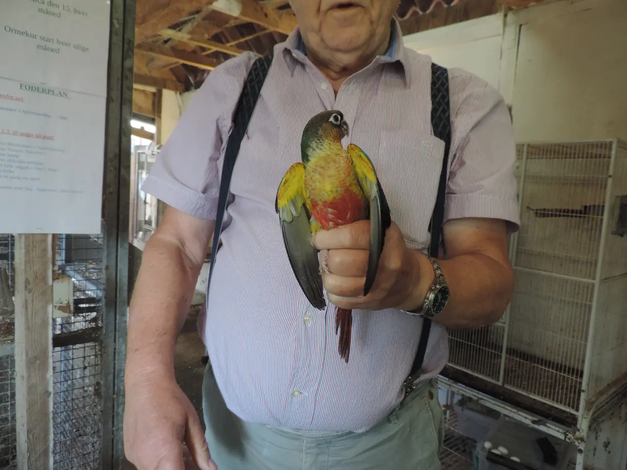 Billede 2 - Flot Conure unge.