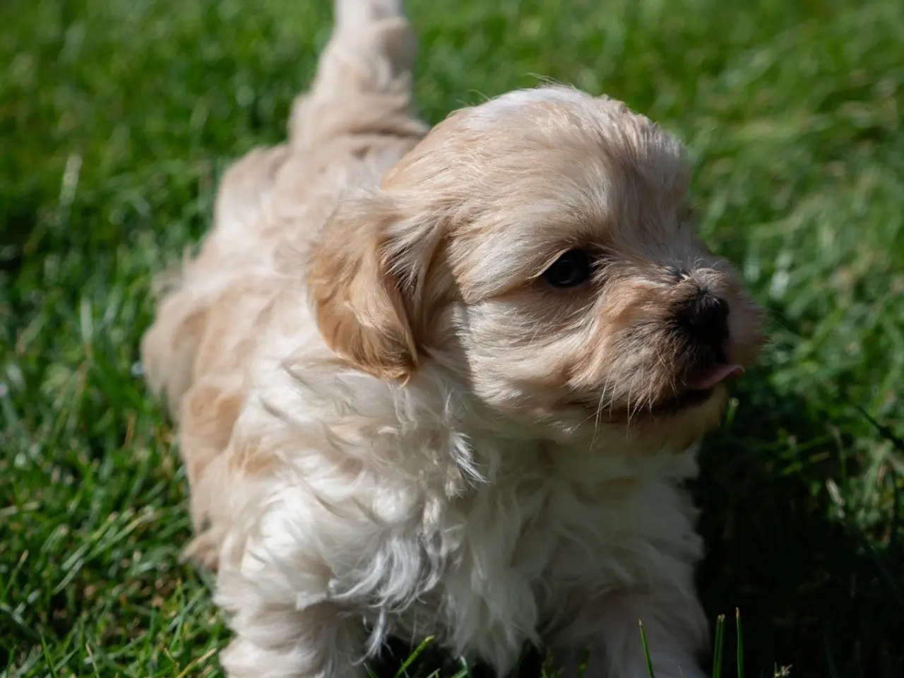 Billede 7 - Maltipoo drenge søger nye familier💙