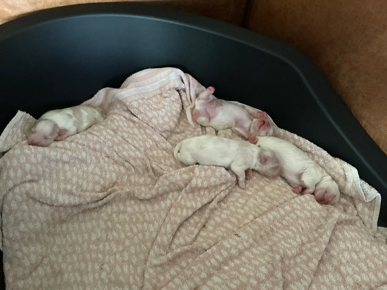 Billede 2 - Malteser/Maltipoo