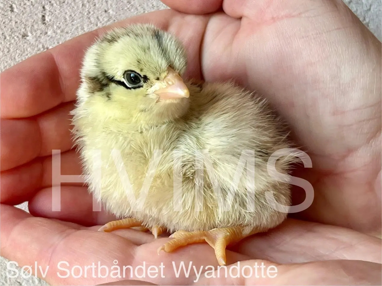 Billede 5 - DAGGAMLE kyllinger d. 13/5
