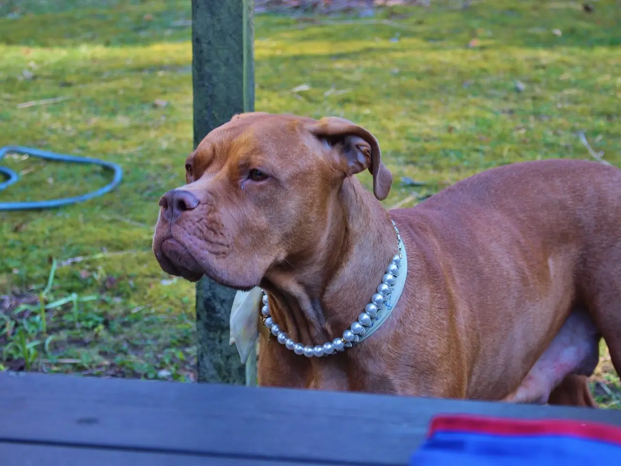 Billede 4 - Smukke fransk mastiff/Dogue de Bordeaux hvalpe 🐾