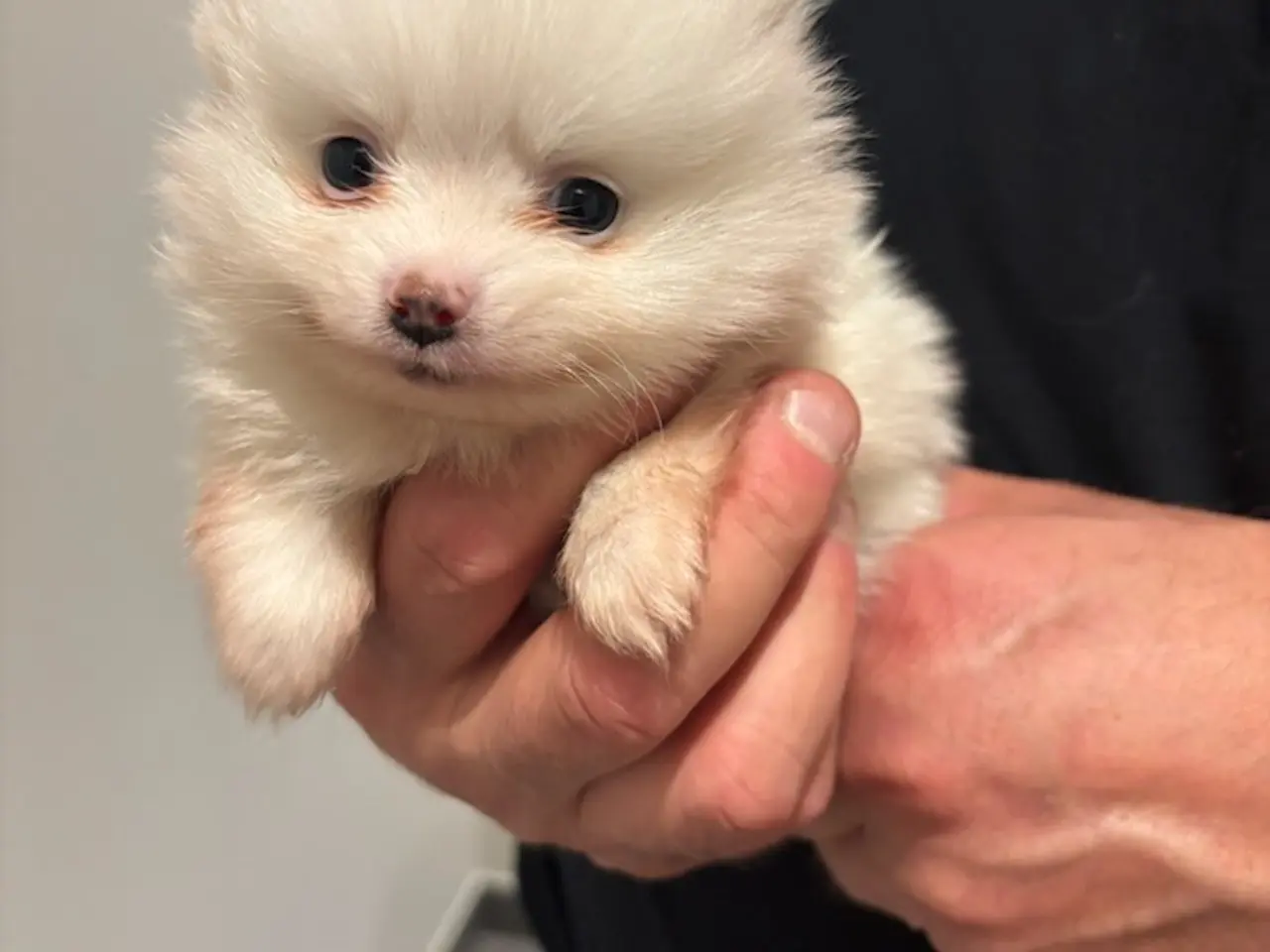 Billede 2 - Pomeranianhvalpe