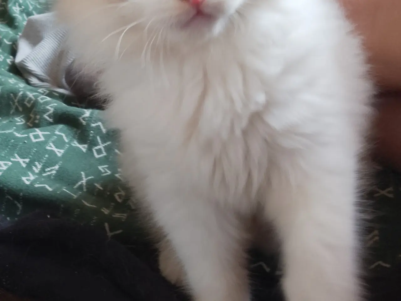 Billede 1 - Ragdoll hun killing