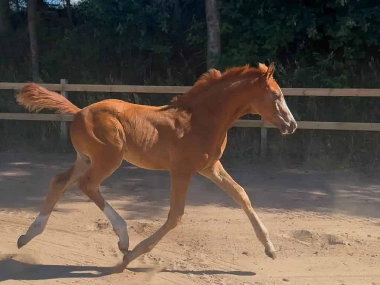 Billede 6 - Dansk varmblod hingst