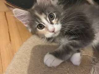 Smukke Maine coon killinger søger deres nye hjem