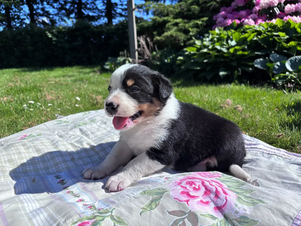 Billede 2 - Border Collie hvalpe