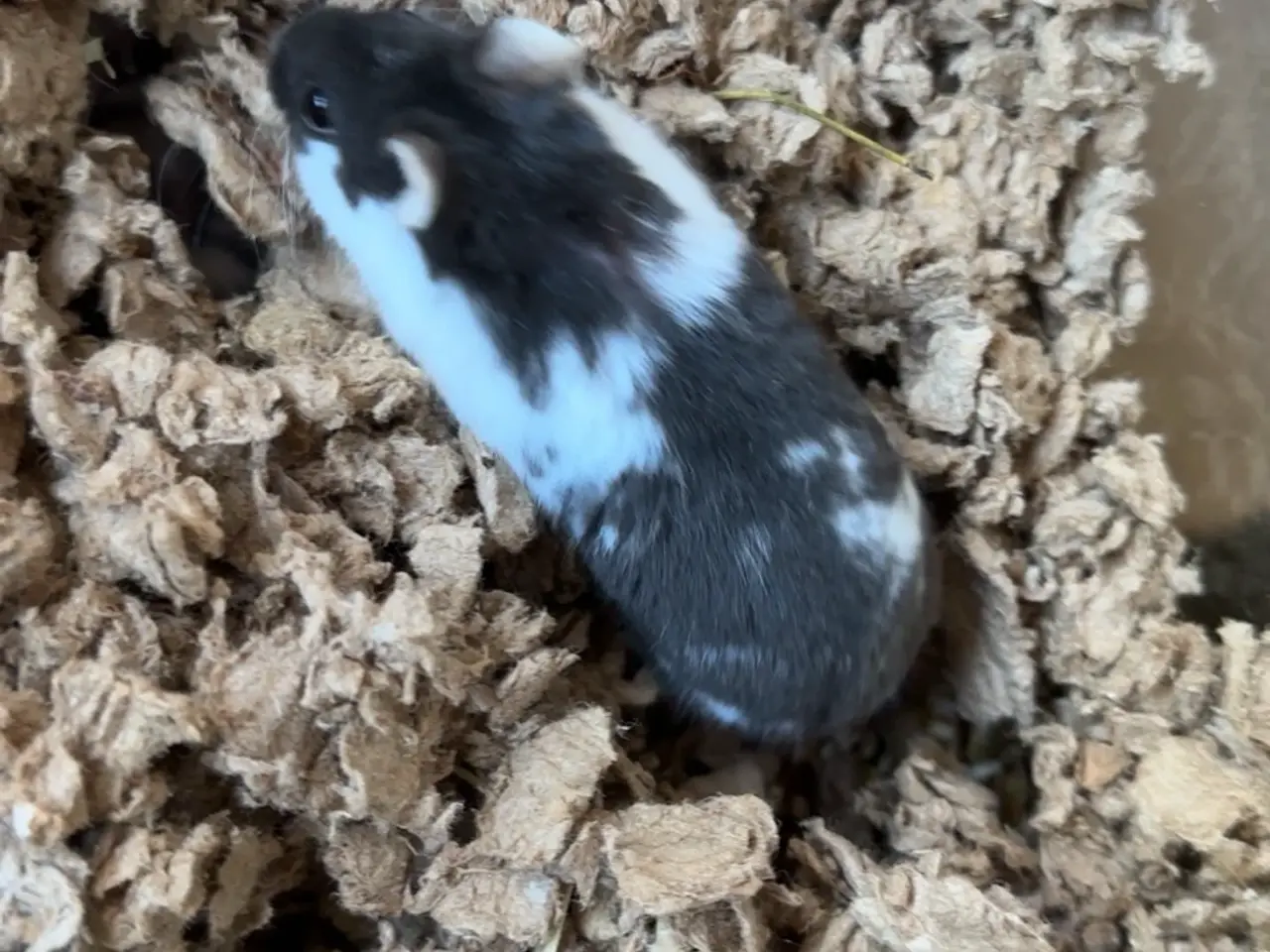 Billede 2 - Dværg hamster unger sælges 
