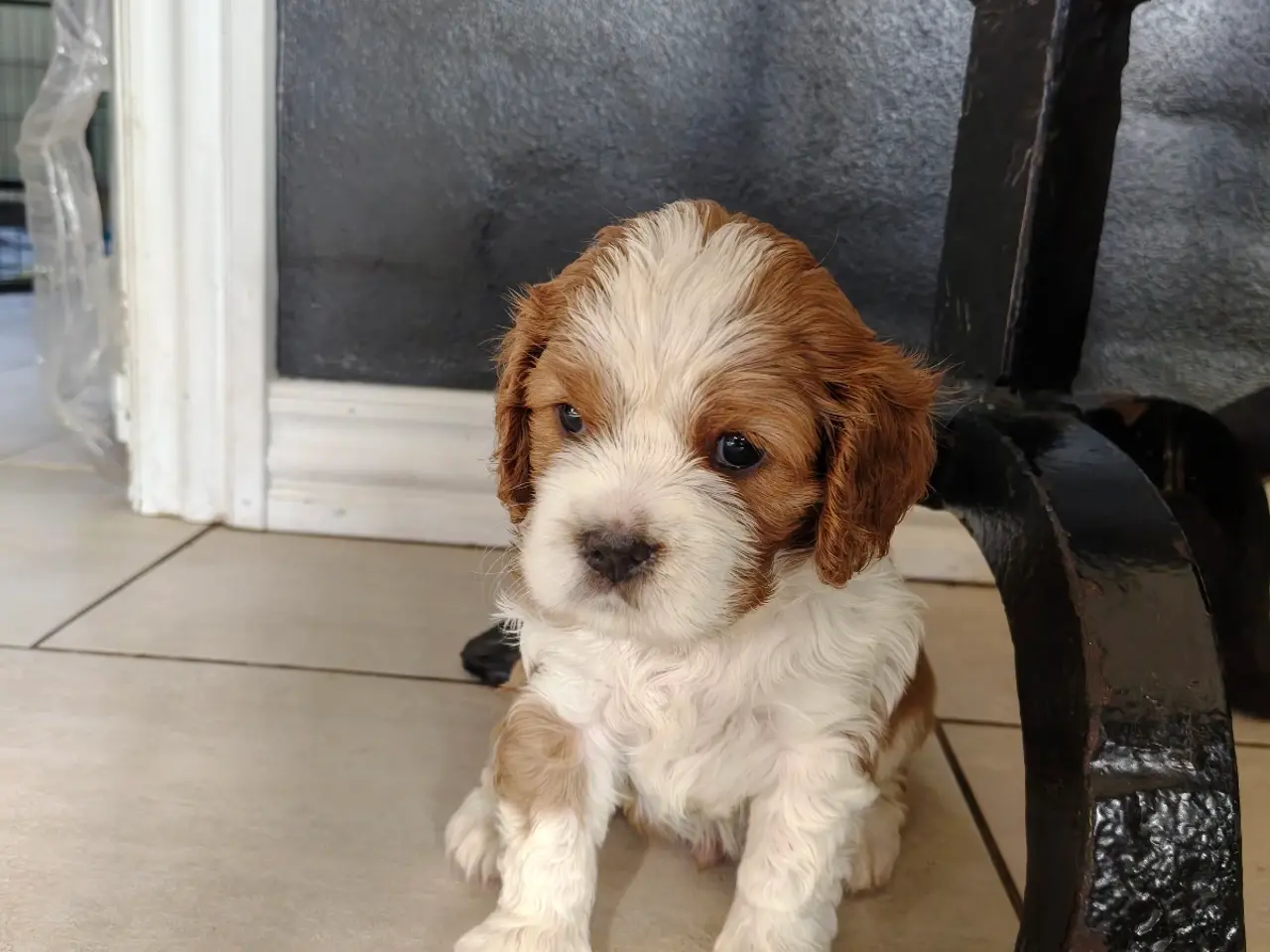 Billede 1 - King Charles cavalier 