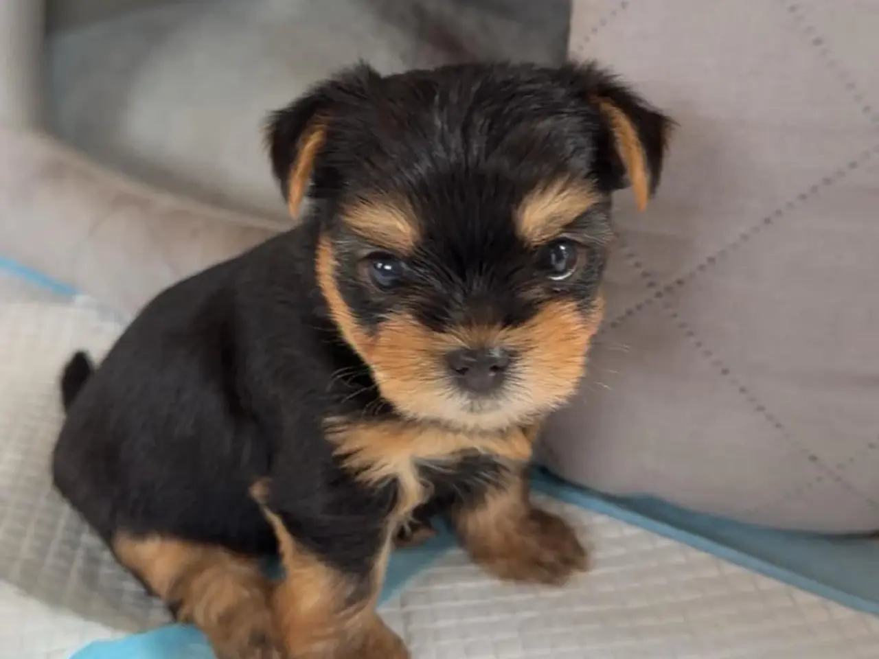 Billede 5 - De sødeste Yorkie hvalpe