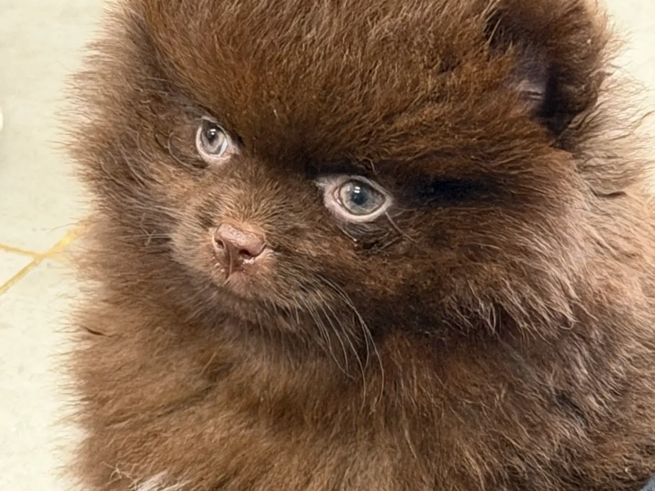 Billede 9 - 🐾💙 3 SMUKKE POMERANIA-DRENGE 💙🐾