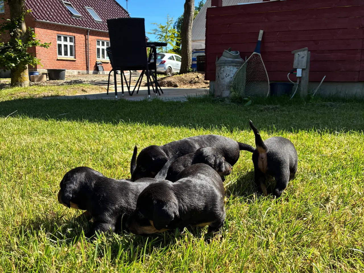 Billede 5 - Jagt hunde sælges