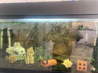 Akvarie fisk