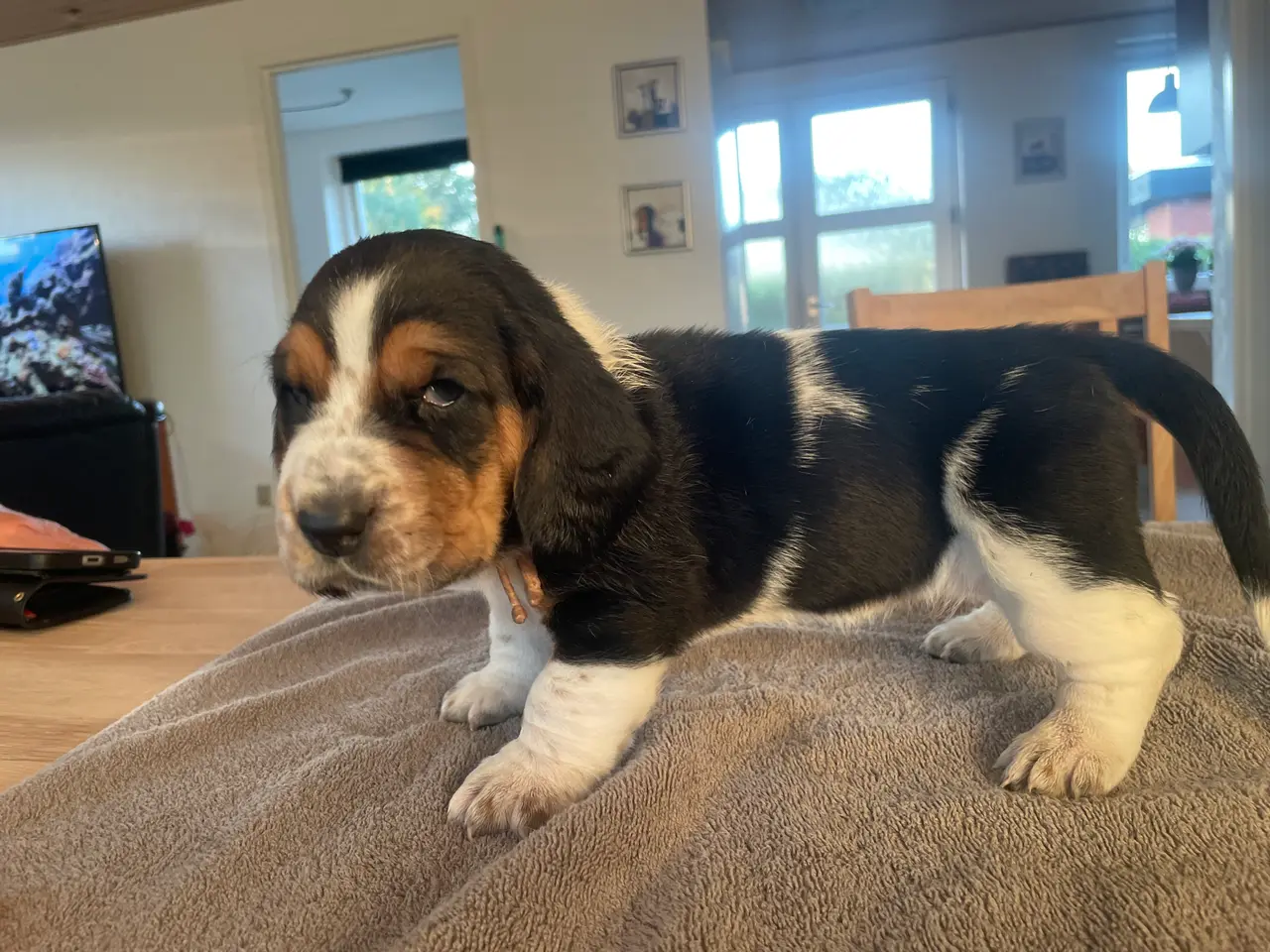 Billede 13 - Basset Hound Hvalpe
