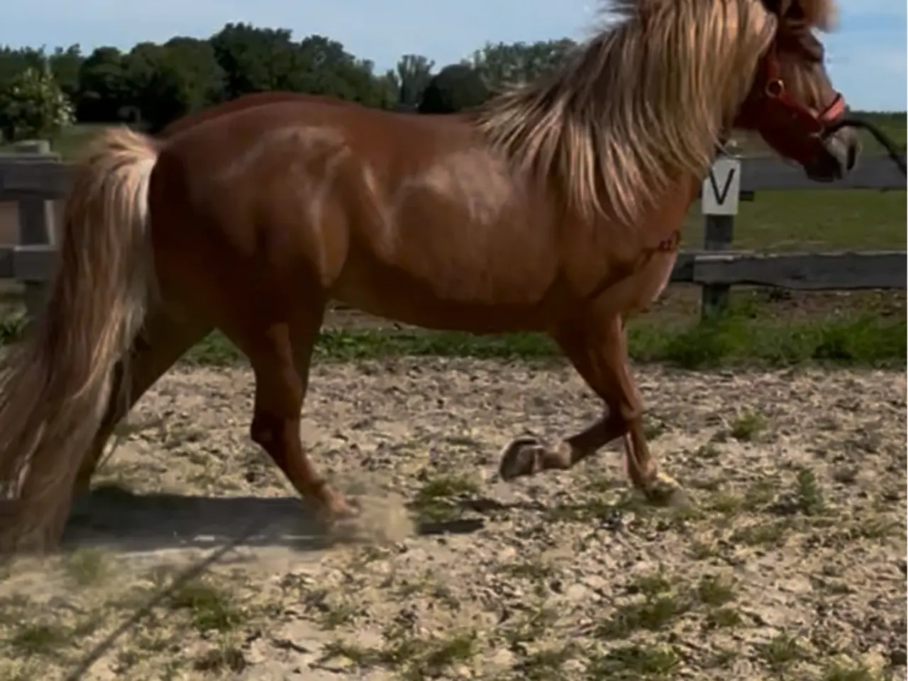 Billede 2 - Flere heste samme sted 