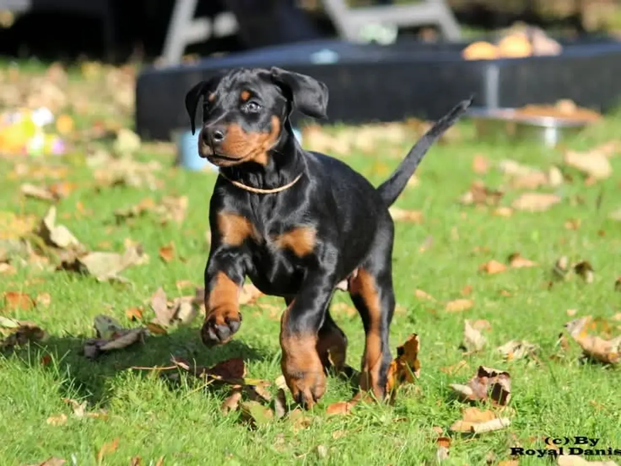 Billede 6 - Dobermann hvalpe i top klasse