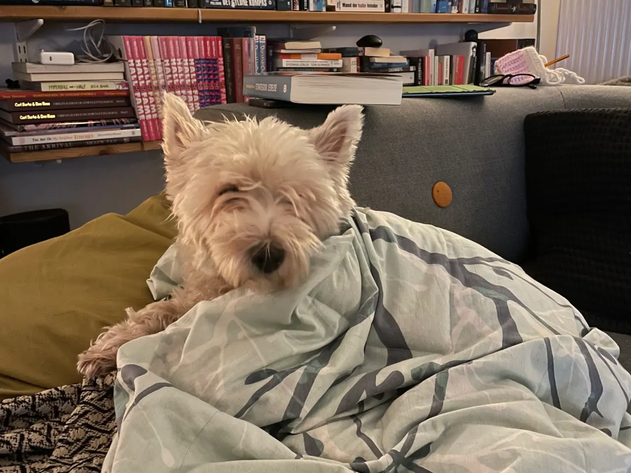 Billede 1 - Selvforkælelse til dit kæle dyr, hund m.m