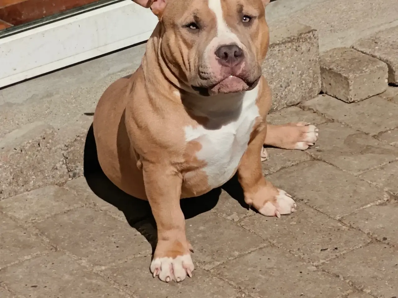 Billede 2 - American Bully hvalpe.