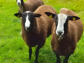 Zwartbles Vædderlam M3 stamtavle