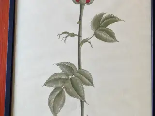 Billede litografi/tryk lizzi Mallow