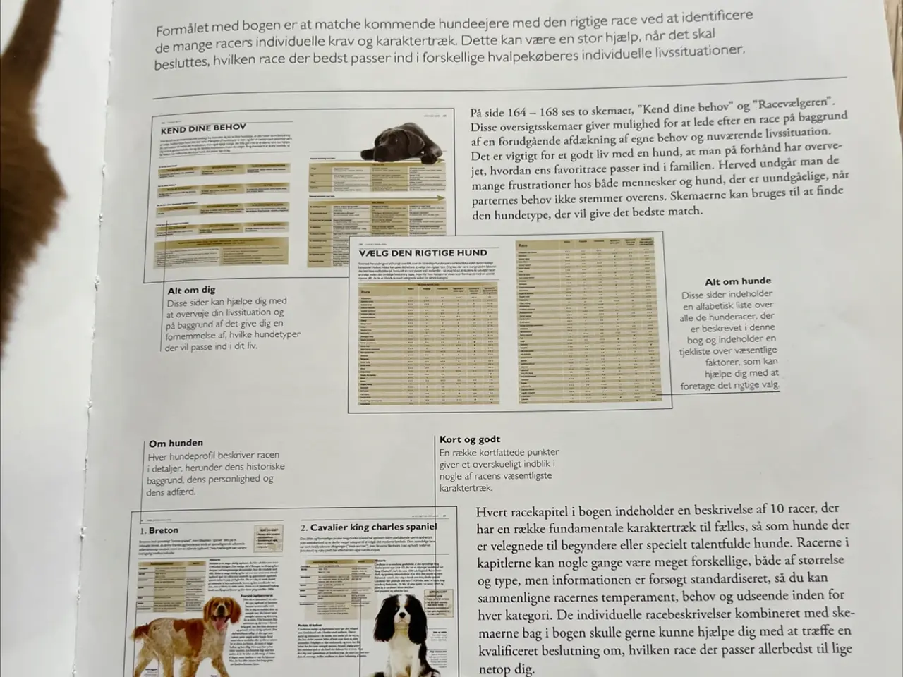 Billede 9 - Fagbog, Vælg den rigtige hund
